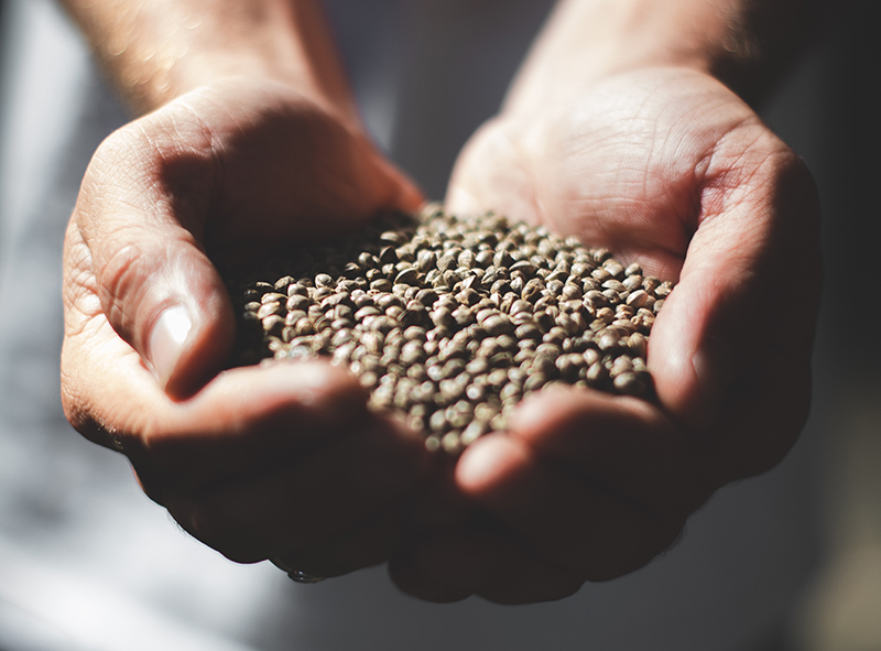 A close up image of a hand full of hemp seeds