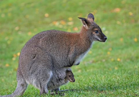 NPPBA Bennetts wallaby Macropus rufogriseus