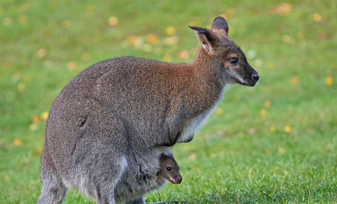 NPPBA Bennetts wallaby Macropus rufogriseus