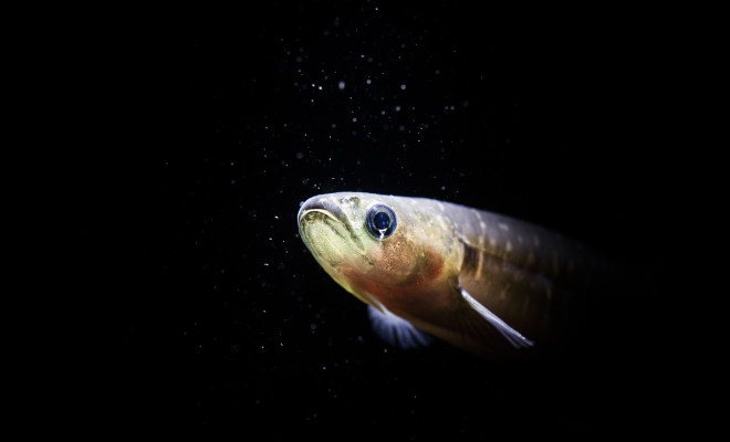 Young whitebait broodstock 