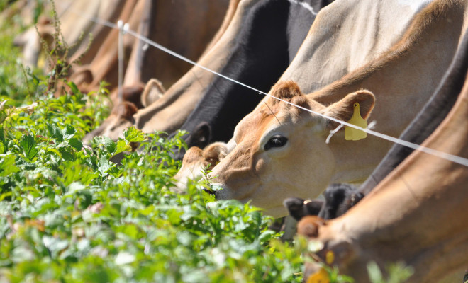 Cows feeding on crop.