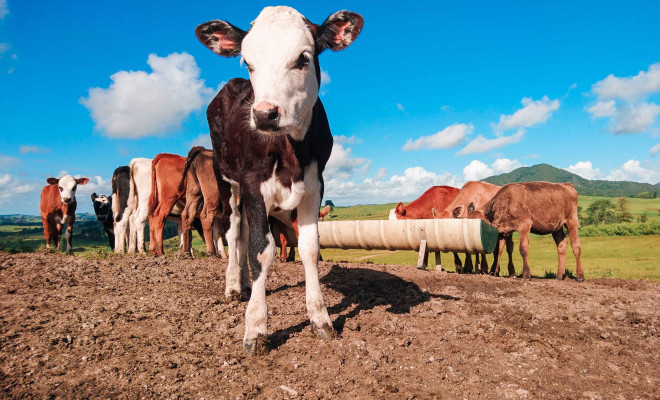 Cows feeding in field on sunny day.