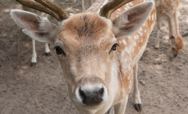deer