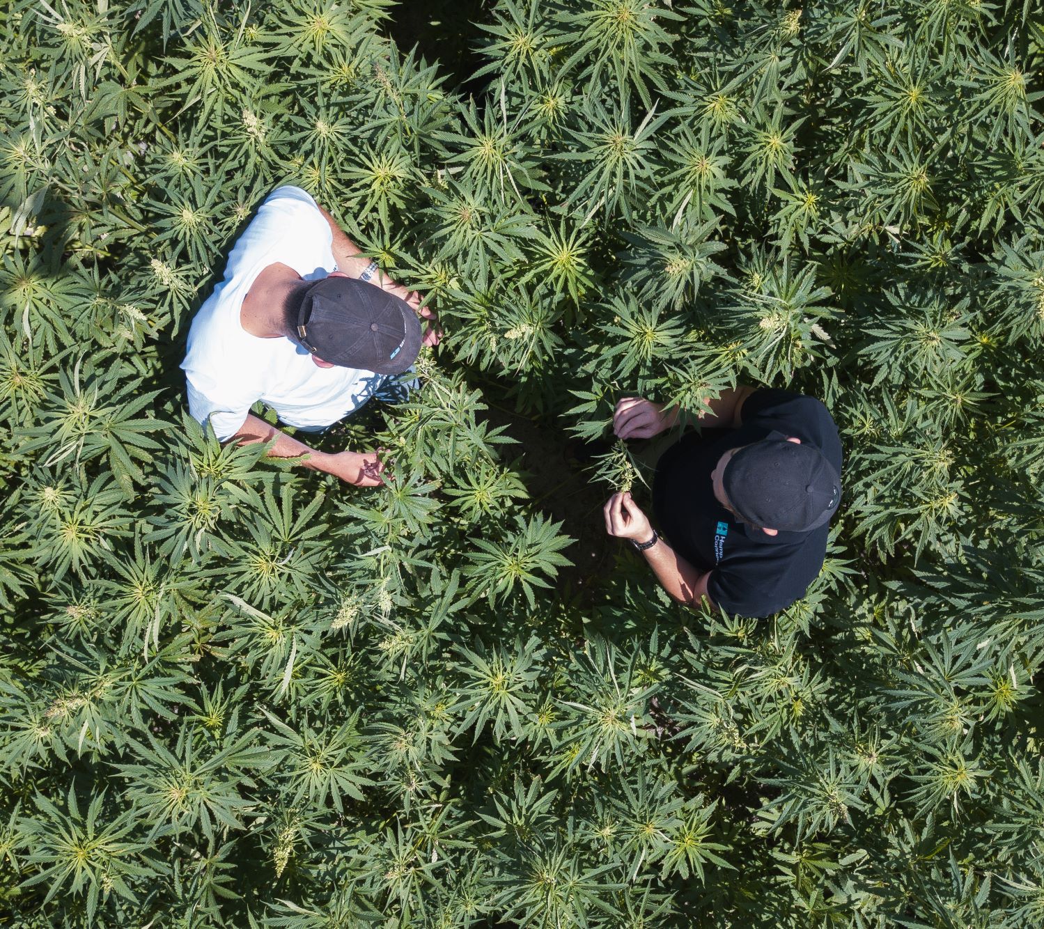 A birds eye view of 2 workers in a hemp plantation.