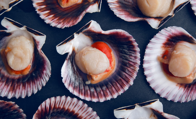 Fresh scallops in their shells.