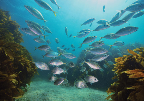 School of trevally.