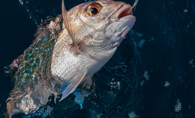 Snapper pulled from water by fishing hooks.
