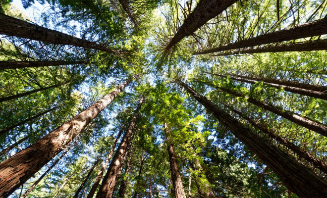 te mata trees